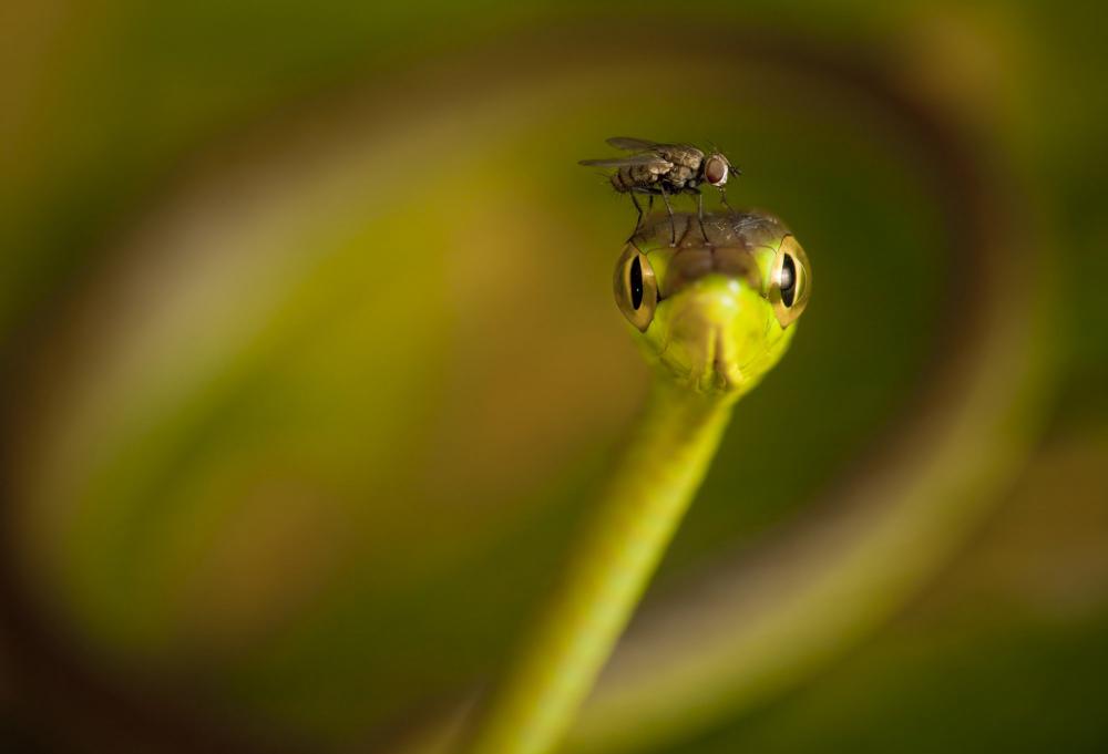 Couatl, wat een foto&hellip;