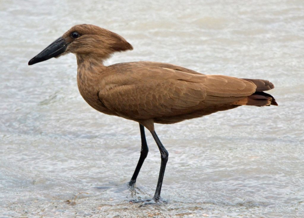 vogel