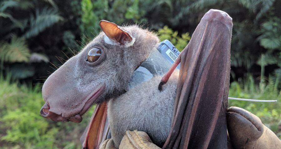 bat
