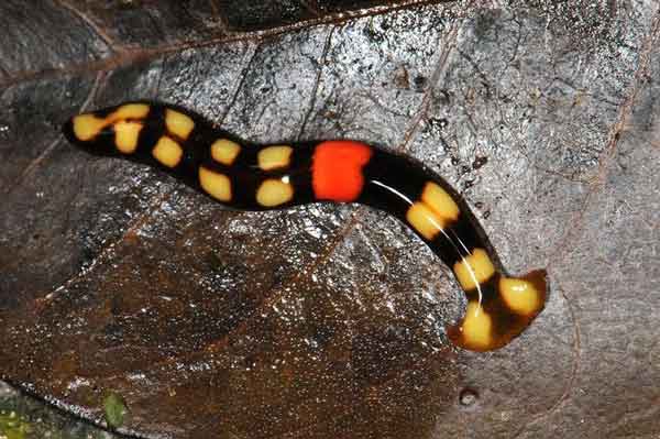 worm