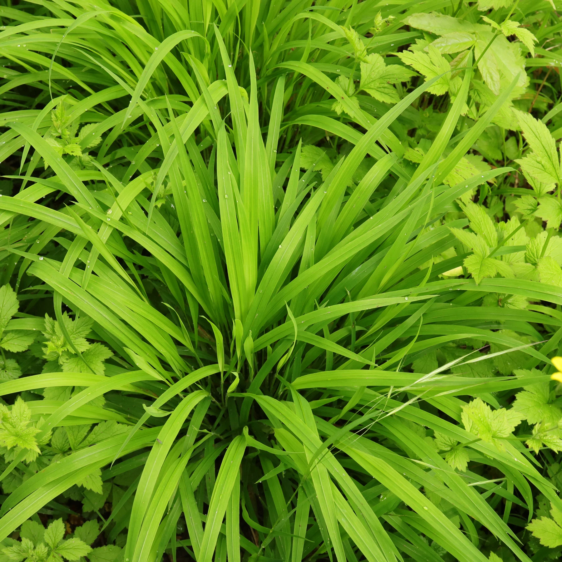 <i>Brachypodium sylvaticum</i>