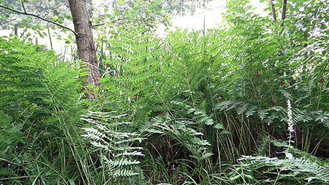 <i>Osmunda_regalis</i>